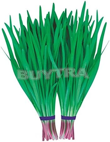 wonder4land 1 bag 300 Seed Leek Seeds Organic vegetable food Kitchen Healthy