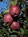 Native Apple Tree 20 Seeds - Be Johnny Appleseed -Malus