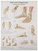 3B Scientific VR0176UU Glossy Paper Fuß Und Fußgelenke Anatomie Und Pathologie Chart (Foot and Ankle Anatomy and Pathology Chart, German), Poster Size 20