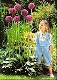 Gladiator Flowering Onion Allium - 10 Seeds - B000UCH2K4