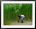 Farmer Harvesting Jute, Tangail,Dhaka, Bangladesh Framed Art Poster Print by Richard I'Anson, 39x31