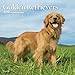 Golden Retrievers 2016 Square 12x12 Plato