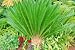Cycad Palm Plant - 24
