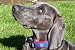variant image