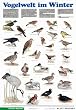Schreiber Naturtafeln, Vogelwelt im Winter