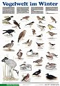Schreiber Naturtafeln, Vogelwelt im Winter