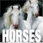Horses (Cube Books)