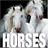 Horses (Cube Books)