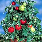 Patio Tomato 4 Plants - Excellent for Containers/Sweet
