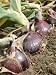 Homegrown Maincrop Onions, Red Baron Variety, on Allotment Ready for Harvest, Norfolk, UK Photographic Poster Print by Gary Smith, 30x40