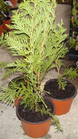 Green Giant Arborvitae 12-18