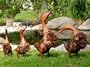 Wood Duck - Lawn Ornament - Family - Set of 4 (Brown) (Sizes Vary)