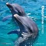 Dolphins 2010 Wall Calendar X110