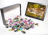 Photo Jigsaw Puzzle of LA-6028 Canaan dog from Ardea Wildlife Pets