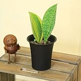 希少品種・観葉植物：サンセベリア マソニアナ*サンスベリア