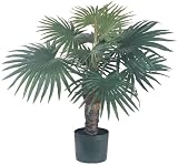 Foutain Palm Silk Tree 2 1/2  ft