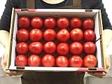 【予約】熊本県やつしろ産 塩トマト ”塩乙女トマト” 約1.5kg 大きさおまかせ（冷蔵便）（入荷次第発送）