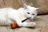 White Cat on Sofa with Tobacco-pipe - 18