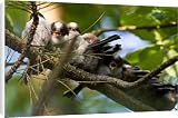Canvas Prints of Long-tailed Tit - family of recently fledged young begging for food from Ardea Wildlife Pets