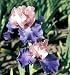 Kitchen & Housewares : Poem of Ecstasy Bearded German Iris 1 Bulb - REBLOOMER