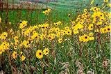 Western Sunflower (Helianthus occidentalis) - Jumbo Wildflower Seed Packet