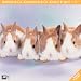 Rabbits & Co., Broschürenkalender 2009; Kaninchen & Co.; Králici & spol.