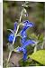 Canvas Prints of Sage (Salvia patens Chilcombe) from Science Photo Library