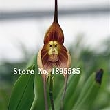 鉢植えペルーモンキーフェイスオーキッドシード、シニア胡蝶蘭盆栽植物花の種子-100個