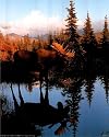 Animal Alaska Moose Big Rack Sunset Art Print POSTER NR - 16" x 20"