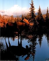 Animal Alaska Moose Big Rack Sunset Art Poster Print - 16" X 20"
