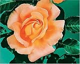 Review World of Roses  / Alpine Sunset