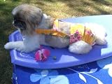 Joybies Sunshine Yellow Aloha Piddle Pants(tm) for XX Small Female Dog Measuring 9-11 From Collar to Base of Tail