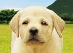 「きな子~見習い警察犬の物語~」DVD発売記念 犬だワンダフルキャンペーン ハチ公物語 (限定生産)