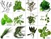 Culinary Herb Set - 12 Seed Needs Envelopes