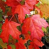 国華園　花木苗　サトウカエデ　1株