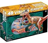 4D: Velociraptor Anatomy Model 20"
