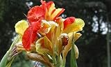 Amazon / Hirts: Bulbs: Cleopatra Canna 2 Roots - Yellow and Red - NEW!