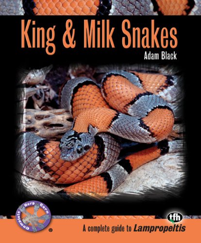 black king snake