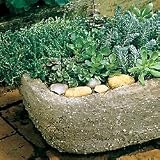 Sedum Plant - Sedum Hardy Blend