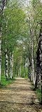Brewster 2-1402 Birch 2-Part Door Mural, 2-Foot 10-Inch by 6-Foot 10-Inch