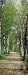 Brewster 2-1402 Birch 2-Part Door Mural, 2-Foot 10-Inch by 6-Foot 10-Inch