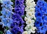 Delphinium 