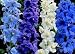 Delphinium - Belladonna Mixed - 20 seeds