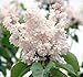 Krasavitsa Moskvy Lilac - Syringa - Beauty of Moscow - 4