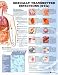 Sexually Transmitted Infections Anatomical Chart