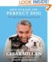 How to Raise the Perfect Dog: Through Puppyhood and Beyond
