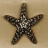 Wallmonkeys Peel and Stick Wall Decals - Sugar Starfish - Removable Graphic