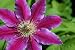 Clematis 'doctor Rupple' - 24
