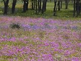 Phlox and Oak Trees in Springtime, Nixon, Texas, USA Botanical Photographic Poster Print by Darrell Gulin, 16x12
