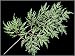 21 Length Lace Aralia Branch sold per dozen